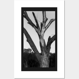 Lightning scarred tree Posters and Art